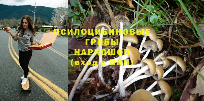 Псилоцибиновые грибы Psilocybe  Белебей 